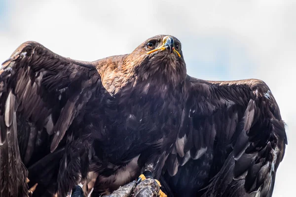 Золотий Орел Птах Здобичі Птахи Природі — стокове фото