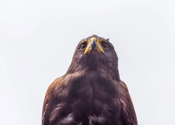 해리스의 유니콘 날개매 늑대매 고립된 초상화 — 스톡 사진