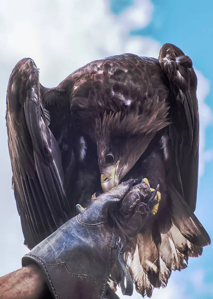 Golden Eagle Rovfågel Aquila Chrysaetos Fågel Naturen Mot Den Blå — Stockfoto