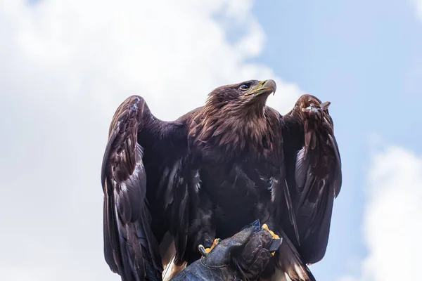 Guldörnen Aquila Chrysaetos Rovfågel Falkern Hand — Stockfoto