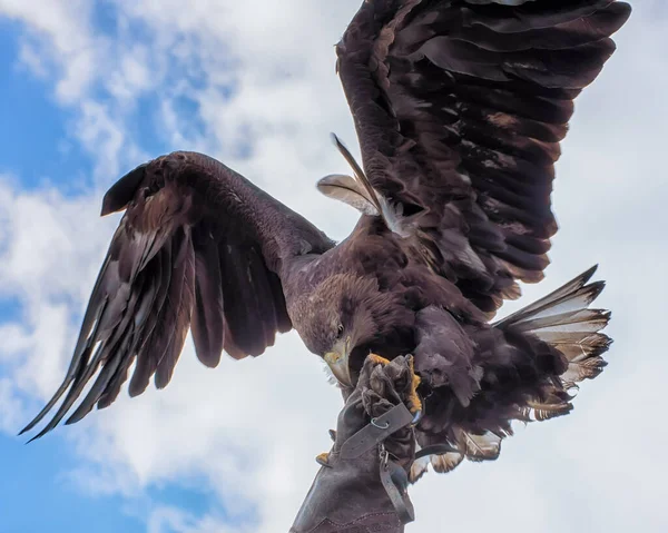 Aigle Royal Oiseau Proie Aux Ailes Déployées Est Sur Main — Photo
