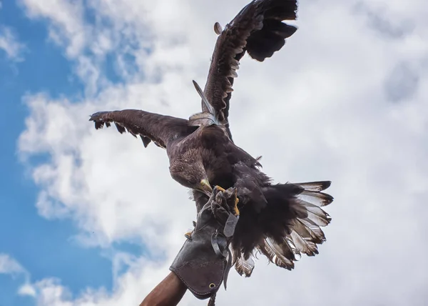 Steinadler Ein Greifvogel Mit Ausgebreiteten Flügeln Der Hand Des Falkners — Stockfoto