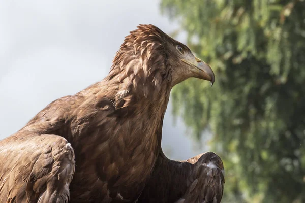 Золотий Орел Найвідоміший Хижий Птах Північній Півкулі Темно Коричневим Світлішим — стокове фото