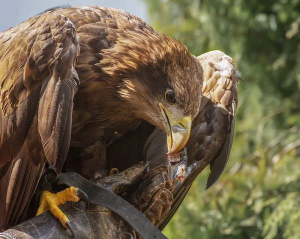 Золотий Орел Найвідоміший Хижий Птах Північній Півкулі Портрет — стокове фото