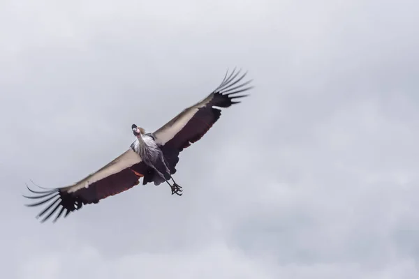 Graugekrönter Kranich Fliegt Den Blauen Himmel Vögel Der Natur Sommerlandschaft — Stockfoto