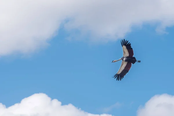 Сірий Коронований Журавель Летить Блакитному Небі Птахи Природі — стокове фото