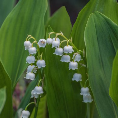 Vadideki Lily, Convallaria Majalis, tatlı kokulu, kolsuz, çan şeklinde beyaz çiçekleri olan bir orman bitkisi.
