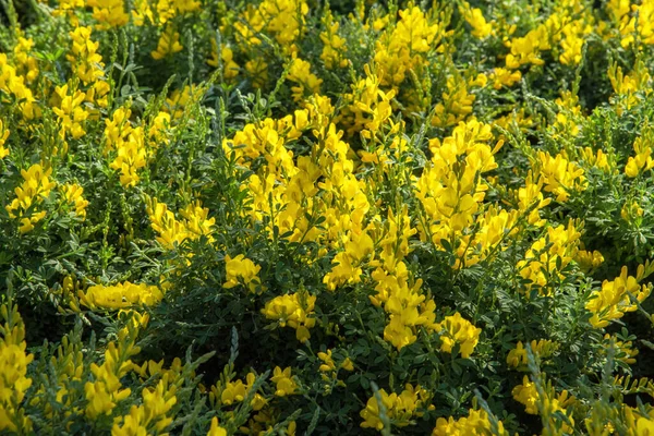 Cytisus Canariensis Ginestra Delle Canarie Ginestra Delle Canarie Genista Fiorista — Foto Stock