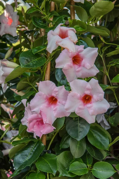 Sundaville Uma Planta Exótica Com Flores Coloridas Forma Trompete Floração — Fotografia de Stock