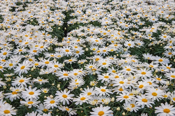 Leucanthemum Stokrotka Kwitnące Rośliny Ozdobne Ogrodu Parku Balkonu — Zdjęcie stockowe