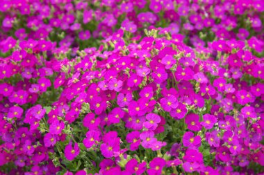 Aubrieta Florado Gül Kırmızısı. Pembe, tekerlek şeklinde çiçekleri ve koyu yeşil yaprakları olan uzun ömürlü bir çiçek. Bahçeler, parklar, balkonlar, teraslar, odalar için çiçekler.
