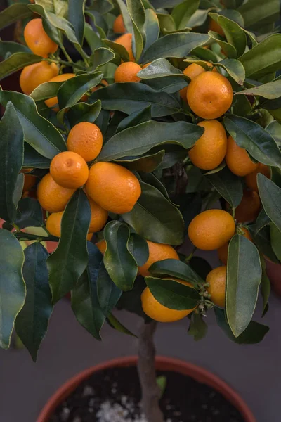 Kumquat Fortunella Margarita Met Langwerpige Sinaasappelvruchten Bloemen Voor Tuinen Parken — Stockfoto