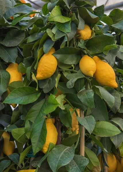 Pianta Frutto Citrus Limon Piante Giardini Parchi Balconi Terrazze — Foto Stock