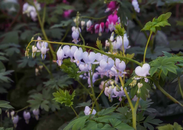 Lamprocapnos spectabilis, bleeding heart or Asian bleeding-heart, lyre flower, heart flower, and lady-in-a-bath. Flowers for gardens, parks, balconies, terraces, rooms