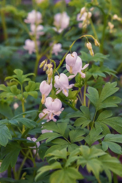 Lamprocapnos spectabilis, bleeding heart or Asian bleeding-heart, lyre flower, heart flower, and lady-in-a-bath. Flowers for gardens, parks, balconies, terraces, rooms. Vertical photo