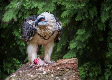 Sakallı akbaba, Gypaetus barbatus, lammergeier, ossifrage, çok büyük bir yırtıcı kuş. Kuşlar izliyor. Portre