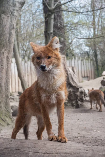 Cuon Alpinus Asiatischer Wildhund Pfeifender Hund Ein Gefährdetes Großes Raubtier — Stockfoto