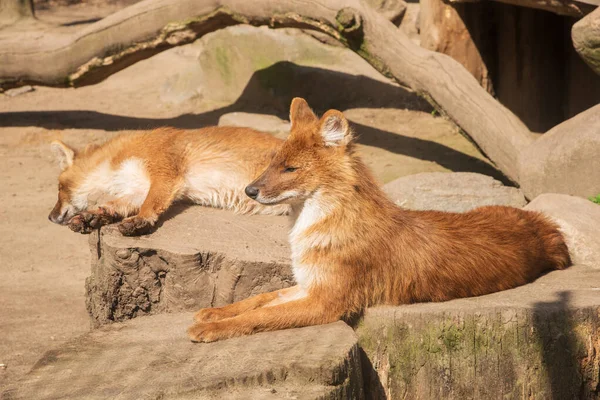 Noktalar Cuon Alpinus Asyalı Vahşi Köpekler Kızıl Köpekler Güneşte Güneşleniyor — Stok fotoğraf
