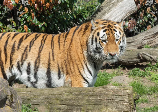Tigre Siberiano Panthera Tigris Altaica Color Amarillo Oxidado Con Estrechas — Foto de Stock