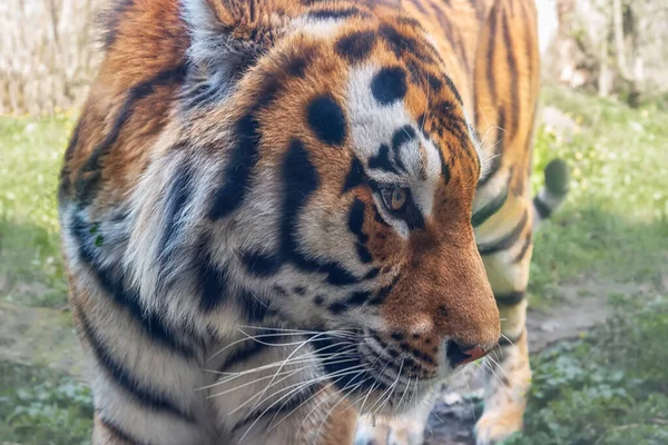 Tigre Siberiano Panthera Tigris Altaica Color Amarillo Oxidado Con Estrechas — Foto de Stock