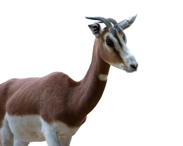 Dama Gazelle Nanger Dama Addra Gazelle Mhorr Gazelle Isolé — Photo