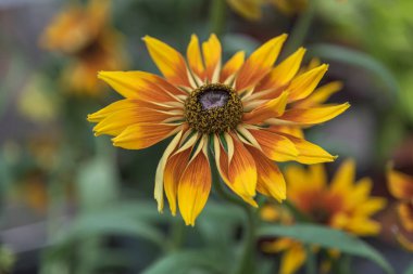 Rudbeckia, göze çarpan bir çiçek, merkez diski siyah, kahverengi yeşil tonlarda kaldırdı. Bahçeler, parklar, balkonlar, teraslar, odalar için çiçekler.