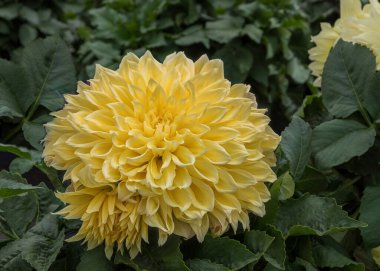 Dahlia Hybrid, çok büyük çiçekleri olan süs bitkisi. Şatafatlı çiçekleri ve devasa büyüklükteki şişkinlikler sonbahar bahçesini mükemmel süslüyor.