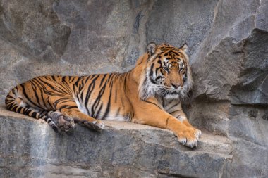 Sumatra kaplanı, Panthera tigris sumatrae, tüm kaplan alt türlerinin en küçüğü ve en karanlığı. Portre