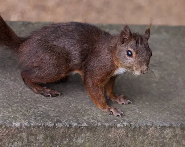 Squirrel Small Animal Slender Body Very Long Very Bushy Tail — Stock Photo, Image