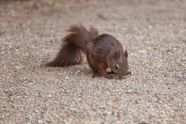 Squirrel Small Animal Slender Body Very Long Very Bushy Tail — Stock Photo, Image