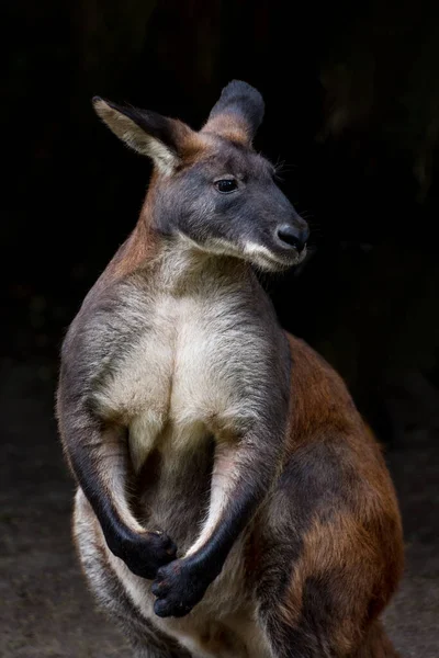 Östliches Wallaroo Macropus Robustus Robustus Gefunden Ostaustralien Portrait Vertikales Foto — Stockfoto