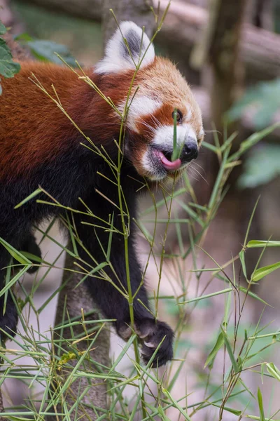 Der Rote Panda Ailurus Fulgens Der Kleine Panda Ein Kleines — Stockfoto