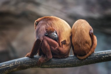 Keşiş gözleri ailesi Venezuela 'nın kırmızı uluması ve ağaç dalında bebek