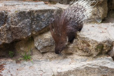Kirpi, Hystrix, büyük karasal kemirgen, iri yapılı, ağır yapılı hayvanlar, kör, yuvarlak başlı, hareketli burunlu, kalın silindirik veya düz dikenli dikenli paltolar.