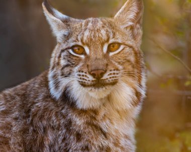 Avrasyalı Lynx, Lynx vaşak, kulaklarında uzun saç fırçaları, gri-bej kürkü, çene ve göbek kürkü beyaz ve belirgin bıyıkları olan orta büyüklükte vahşi bir kedi. Portre