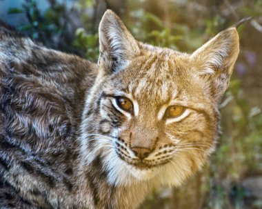 Avrasyalı Lynx, Lynx vaşak, orta boy vahşi bir kedi. Vahşi hayvanların hayatı. Portre