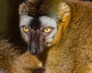 Halka Kuyruklu Lemur, Lemur Catta 'nın yüzünde beyaz ve koyu üçgen göz bantları ve siyah bir burnu var. Portre. Kapat.