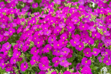 Aubrieta Florado Gül Kırmızısı. Pembe, tekerlek şeklinde çiçekleri ve koyu yeşil yaprakları olan uzun ömürlü bir çiçek. Çiçek arka planı. Bahçeler, parklar, balkonlar, teraslar, odalar için çiçekler.