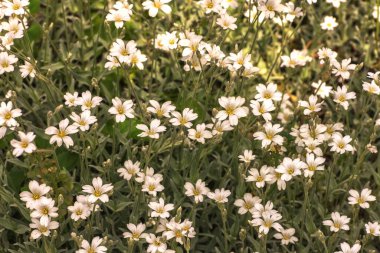 Cerastium tomentosum, yazın karlı olması, bitkisel bir çiçek bitkisi, gümüşi gri saplı ve yapraklı uzun ömürlü, beyaz yıldız benzeri çiçekler. Çiçeklerin arkaplanı