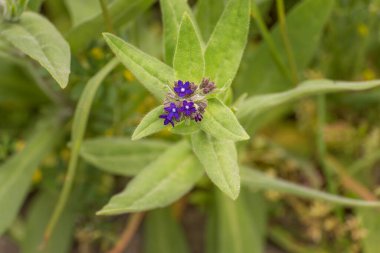Anchusa officinalis, genel böcek ilacı ya da alkanet. Küçük radikal simetrik çiçekler safir mavisi.