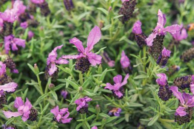 Lavandula stoechas, üstü lavanta ya da Fransız lavantası. Bahçe, park ve balkon için çiçek açan süs çiçekleri. Peyzaj tasarımı kavramı