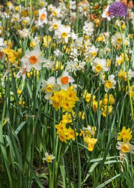 Hollanda 'da bir parkta beyaz ve sarı nergisler. Bahçeler, parklar, balkonlar ve teraslar için çiçekler.