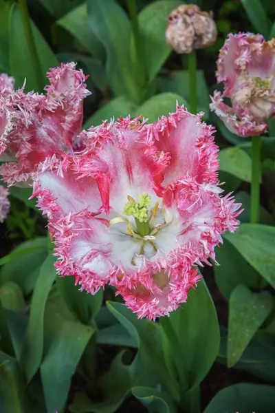 Hollanda 'da bir parkta egzotik beyaz-pembe çiçek açan laleler. Dikey fotoğraf. Bahçeler, parklar, balkonlar ve teraslar için çiçekler.