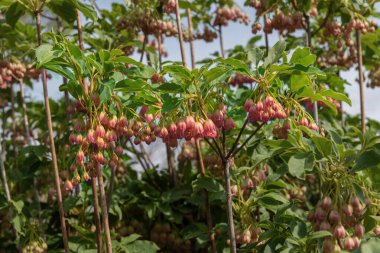 Urin-tsutsuji ya da redven enkianthus, Enkianthus campanulatus, çan şeklinde, kırmızı damarlı, kaymak gibi beyaz çiçekli dar, dik, yaprak döken bir çalı. Bahçeler ve parklar için çiçekli süsler.