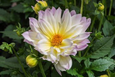 Dahlia Hybride, an ornamental plant with very large flowers. Flowers background. Flowers for gardens, parks, balconies, terraces, rooms clipart