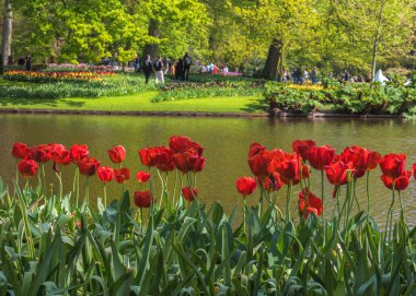 Hollanda 'da egzotik türde kırmızı laleler. Bahçeler ve parklar için çiçek tasarımı. Bahar manzarası