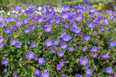 Sardunya, vinç gagası. Palmiyeli mavi çiçekler, dar yapraklı.