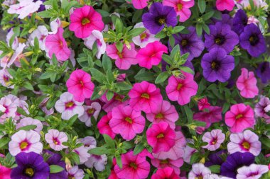 Kalibrakhoa Hibrit, petunya gibi çiçekleri olan ebediyete kadar yeşil. Bahçeler, parklar, balkonlar, odalar için çiçek tasarımı