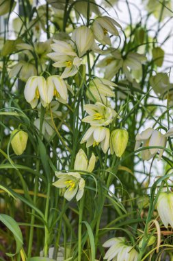 Meleagris beyazı. Bahçeler, parklar, balkonlar için çiçekler. Dikey fotoğraf