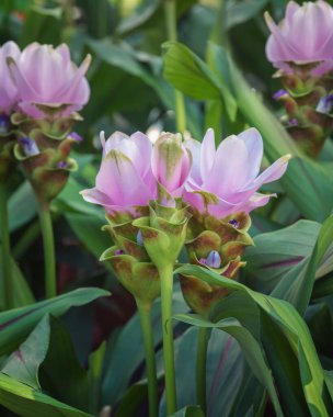 Curcuma tatlısı. Bahçeler, parklar, balkonlar, teraslar için çiçekler. Dikey fotoğraf